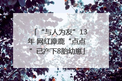 “与人为友”13年 网红麋鹿“点点”已产下8胎幼崽