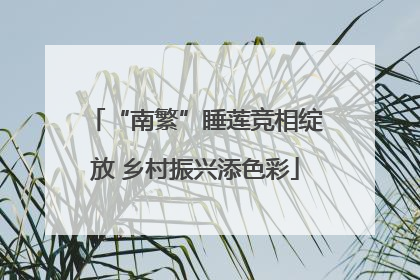 “南繁”睡莲竞相绽放 乡村振兴添色彩