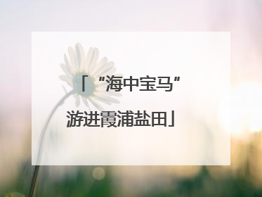 “海中宝马”游进霞浦盐田