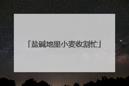 盐碱地里小麦收割忙