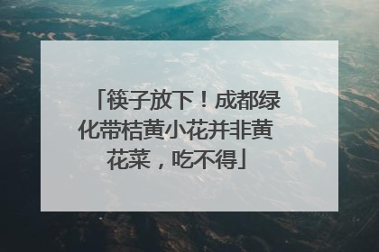 筷子放下！成都绿化带桔黄小花并非黄花菜，吃不得