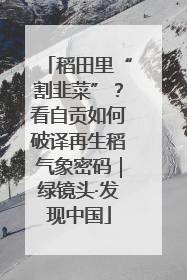 稻田里“割韭菜”？看自贡如何破译再生稻气象密码｜绿镜头·发现中国