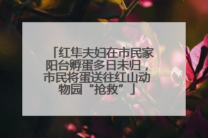 红隼夫妇在市民家阳台孵蛋多日未归，市民将蛋送往红山动物园“抢救”