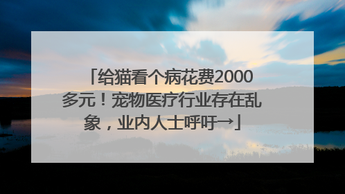 给猫看个病花费2000多元！宠物医疗行业存在乱象，业内人士呼吁→