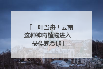 一叶当舟！云南这种神奇植物进入最佳观赏期