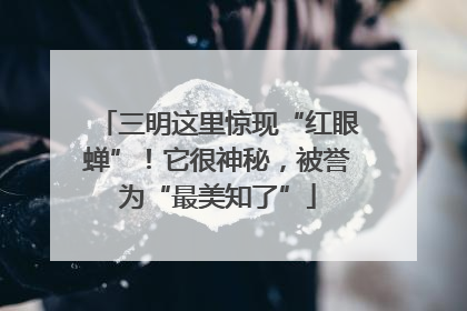 三明这里惊现“红眼蝉”！它很神秘，被誉为“最美知了”