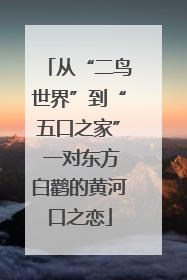 从“二鸟世界”到“五口之家” 一对东方白鹳的黄河口之恋