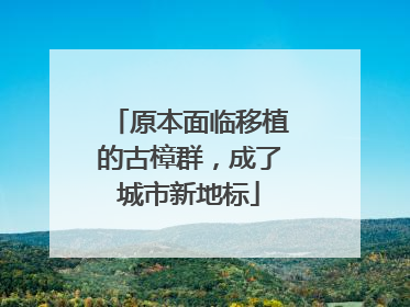 原本面临移植的古樟群，成了城市新地标