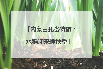 内蒙古扎赉特旗：水稻迎来插秧季