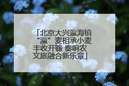 北京大兴瀛海镇“瀛”麦相承小麦丰收开镰 奏响农文旅融合新乐章