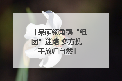 呆萌领角鸮“组团”迷路 多方携手放归自然