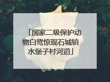国家二级保护动物白鹭惊现石城镇水堡子村河道