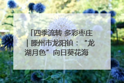 四季流转 多彩枣庄｜滕州市龙阳镇：“龙湖月色”向日葵花海 绘就乡村振兴新画卷