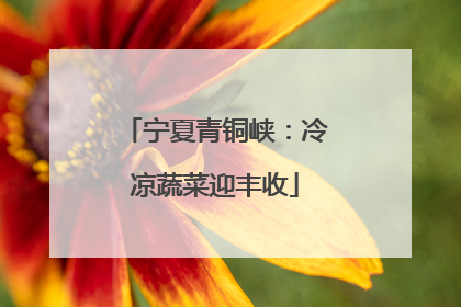 宁夏青铜峡：冷凉蔬菜迎丰收