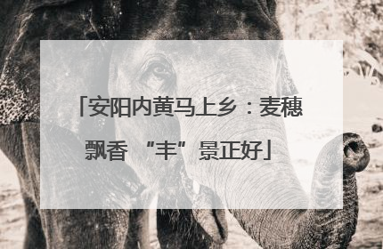 安阳内黄马上乡：麦穗飘香 “丰”景正好