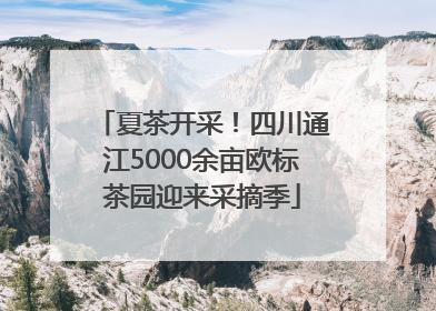 夏茶开采！四川通江5000余亩欧标茶园迎来采摘季