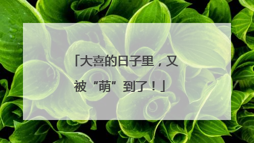 大喜的日子里，又被“萌”到了！