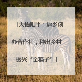 大悟阳平：返乡创办合作社，种出乡村振兴“金稻子”