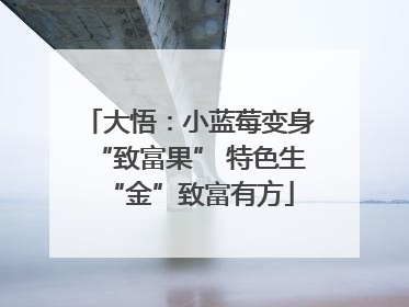 大悟：小蓝莓变身“致富果” 特色生“金”致富有方