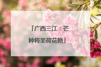 广西三江：芒种将至荷花艳