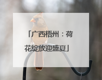 广西梧州：荷花绽放迎盛夏