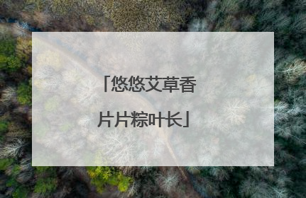悠悠艾草香 片片粽叶长
