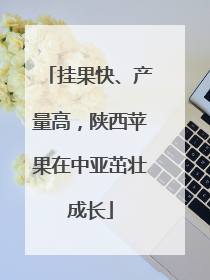 挂果快、产量高，陕西苹果在中亚茁壮成长