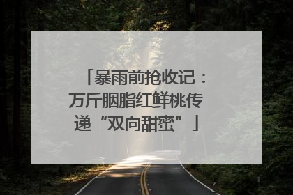 暴雨前抢收记：万斤胭脂红鲜桃传递“双向甜蜜”