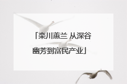 栾川蕙兰 从深谷幽芳到富民产业