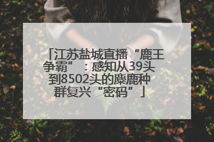 江苏盐城直播“鹿王争霸”：感知从39头到8502头的麋鹿种群复兴“密码”
