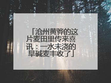 沧州黄骅的这片麦田里传来喜讯：一水未浇的旱碱麦丰收了