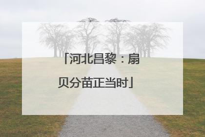 河北昌黎：扇贝分苗正当时