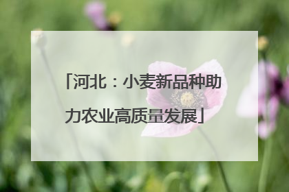 河北：小麦新品种助力农业高质量发展