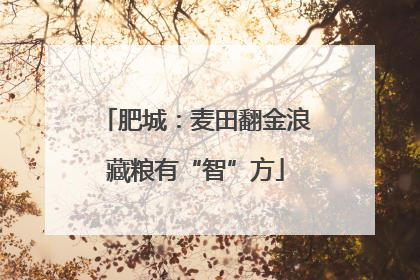 肥城：麦田翻金浪藏粮有“智”方
