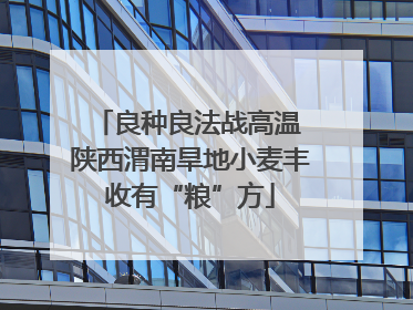 良种良法战高温 陕西渭南旱地小麦丰收有“粮”方