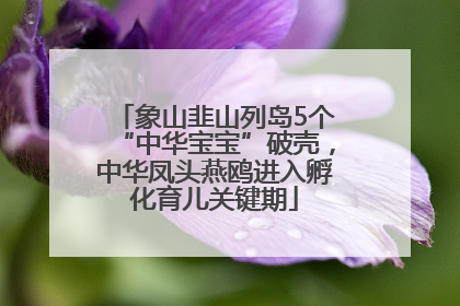 象山韭山列岛5个“中华宝宝”破壳，中华凤头燕鸥进入孵化育儿关键期