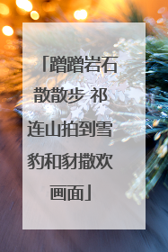 蹭蹭岩石散散步 祁连山拍到雪豹和豺撒欢画面
