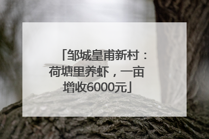 邹城皇甫新村：荷塘里养虾，一亩增收6000元