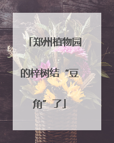 郑州植物园的梓树结“豆角”了