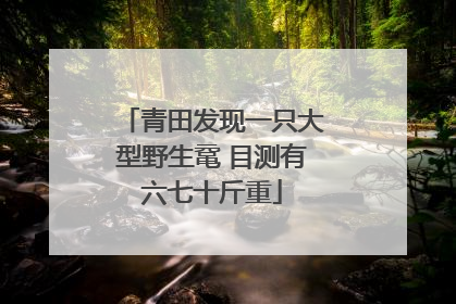 青田发现一只大型野生鼋 目测有六七十斤重