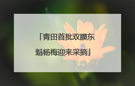 青田首批双膜东魁杨梅迎来采摘