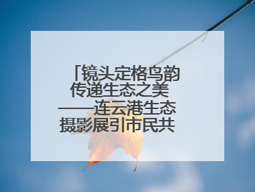 镜头定格鸟韵 传递生态之美——连云港生态摄影展引市民共赏自然之魅
