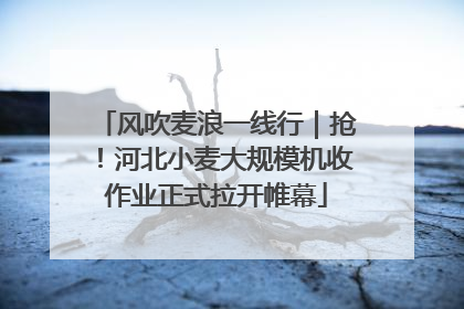 风吹麦浪一线行｜抢！河北小麦大规模机收作业正式拉开帷幕