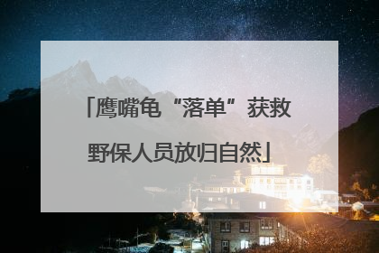 鹰嘴龟“落单”获救 野保人员放归自然