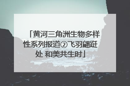 黄河三角洲生物多样性系列报道②飞羽翩跹处 和美共生时