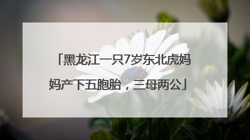 黑龙江一只7岁东北虎妈妈产下五胞胎，三母两公