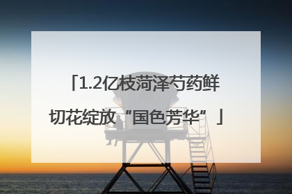 1.2亿枝菏泽芍药鲜切花绽放“国色芳华”