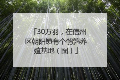30万羽，在信州区朝阳镇有个鹌鹑养殖基地（图）